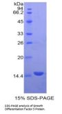 Human Growth Differentiation Factor 3 (GDF3) Protein
