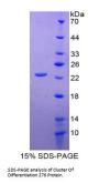 Human Cluster of Differentiation 276 (CD276) Protein