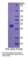 Human HLA Class II Histocompatibility Antigen Gamma Chain (CD74) Protein