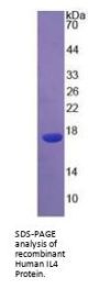 Human Interleukin 4 (IL4) Protein