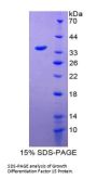 Human Growth Differentiation Factor 15 (GDF15) Protein