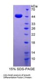 Human Growth Differentiation Factor 2 (GDF2) Protein