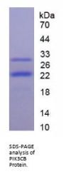 Human Phosphoinositide-3-Kinase Catalytic Beta Polypeptide (PIK3Cb) Protein