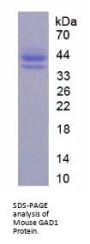 Mouse Glutamate Decarboxylase 1 (GAD1) Protein