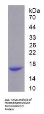 Mouse Peroxiredoxin 5 (PRDX5) Protein