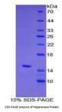 Mouse Heparanase (HPA) Protein