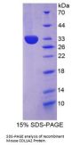 Mouse Collagen Type I Alpha 2 (COL1A2) Protein