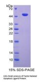 Mouse Factor Related Apoptosis Ligand (FASL) Protein