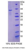 Mouse Keratin 2 (KRT2) Protein