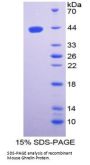 Mouse Ghrelin (GHRL) Protein