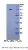 Mouse Complement C3 (C3) Protein