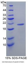 Mouse Lipocalin 8 (LCN8) Protein