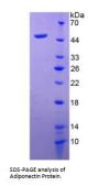 Mouse Adiponectin (ADIPOQ) Protein