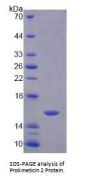 Mouse Prokineticin 2 / PK2 (PROK2) Protein