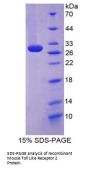 Mouse Toll Like Receptor 2 (TLR2) Protein