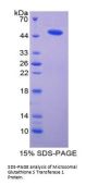Mouse Microsomal Glutathione S Transferase 1 (MGST1) Protein