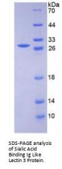Mouse Sialic Acid Binding Ig Like Lectin 3 (SIGLEC3) Protein