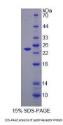 Mouse Leptin Receptor (LEPR) Protein