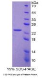 Mouse Frataxin (FXN) Protein