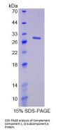 Mouse Complement Component 1q Subcomponent A (C1qA) Protein
