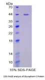 Mouse Glycophorin C (GYPC) Protein