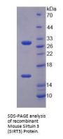 Mouse Sirtuin 3 (SIRT3) Protein