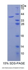 Mouse Galectin 8 (LGALS8) Protein