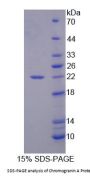 Mouse Chromogranin A (CHGA) Protein