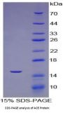 Mouse Angiotensin I Converting Enzyme (ACE) Protein