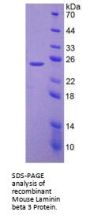 Mouse Laminin Beta 3 (LAMb3) Protein