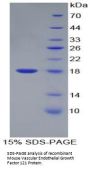 Mouse Vascular Endothelial Growth Factor 121 (VEGF121) Protein