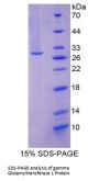 Mouse Glutathione Hydrolase 1 Proenzyme (GGT1) Protein