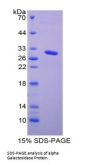 Mouse Galactosidase Alpha (GLa) Protein