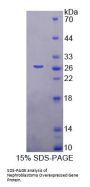 Mouse Nephroblastoma Overexpressed Gene (NOV) Protein