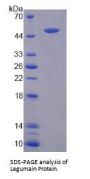 Mouse Legumain (LGMN) Protein