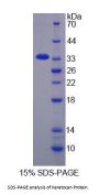 Mouse Keratocan (KERa) Protein