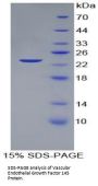 Mouse Vascular Endothelial Growth Factor 145 (VEGF145) Protein