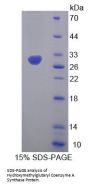 Mouse Hydroxymethylglutaryl-CoA Synthase, Cytoplasmic (HMGCS1) Protein