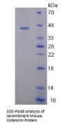 Mouse Osteocrin (OSTN) Protein