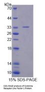 Mouse Cytokine Receptor Like Factor 1 (CRLF1) Protein