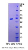 Mouse Baculoviral IAP Repeat-Containing Protein 5 (BIRC5) Protein