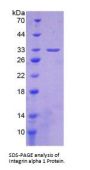Mouse Integrin Alpha 1 (ITGa1) Protein