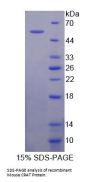Mouse Carnitine Acetyltransferase (CRAT) Protein
