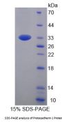 Mouse Protocadherin 1 (PCDH1) Protein