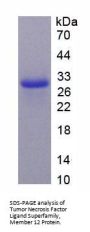 Mouse Tumor Necrosis Factor Ligand Superfamily, Member 12 (TNFSF12) Protein