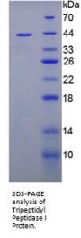 Mouse Tripeptidyl Peptidase I (TPP1) Protein
