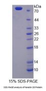 Mouse Keratin 28 (KRT28) Protein