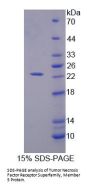 Mouse TNF Receptor Superfamily Member 5 / TNFRSF5 (CD40) Protein