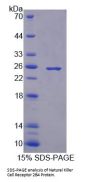Mouse Natural Killer Cell Receptor 2B4 (CD244) Protein