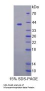 Mouse Beta-Microseminoprotein (MSMB) Protein